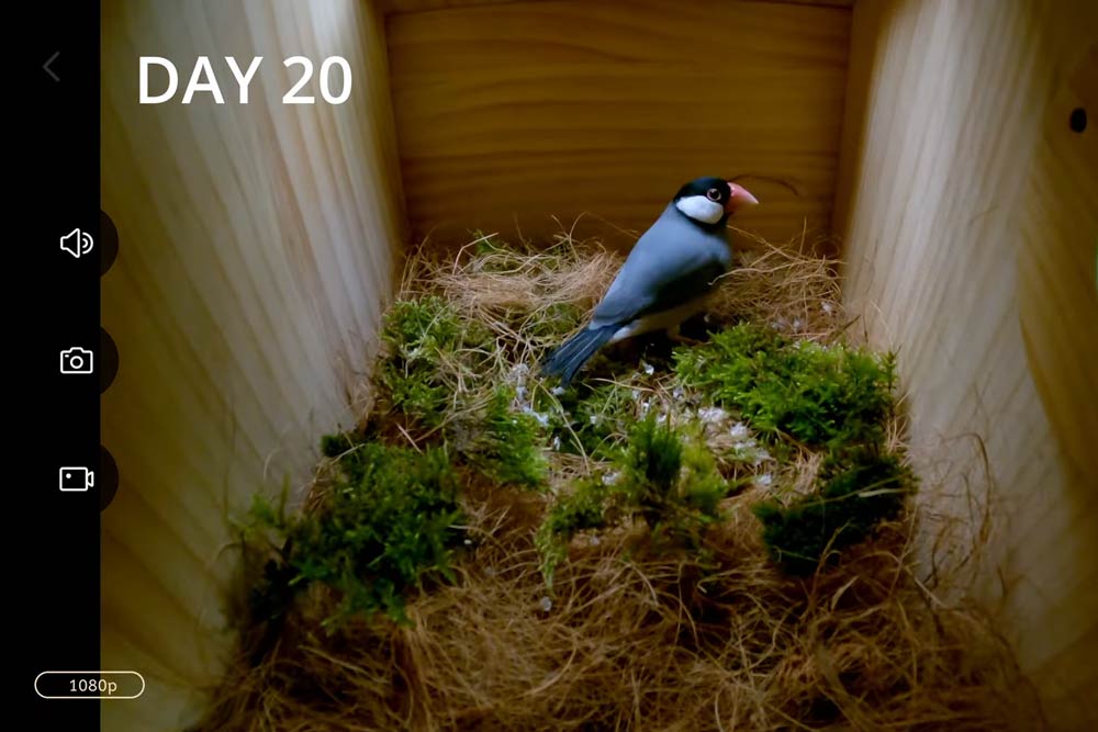 A Java Sparrow inside the Birddy smart birdhouse, with a 'Day 20' overla