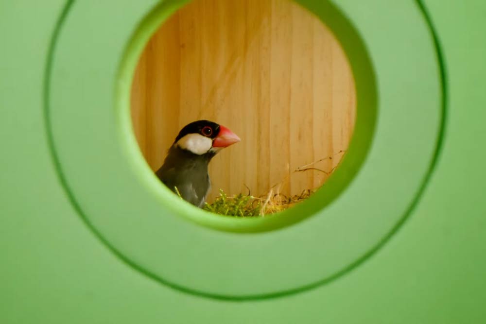 A peek inside the Birddy birdhouse through the circular entrance, bird visible