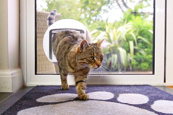 brown cat using SureFlap Microchip Pet Door