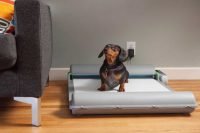dark dog in BrilliantPad