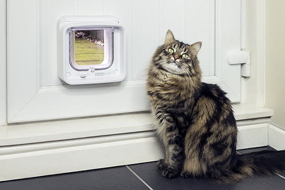 gray cat next to SureFlap Microchip Pet Door