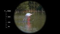 picture of a bird, seen from Konsivy Pro's viewfinder