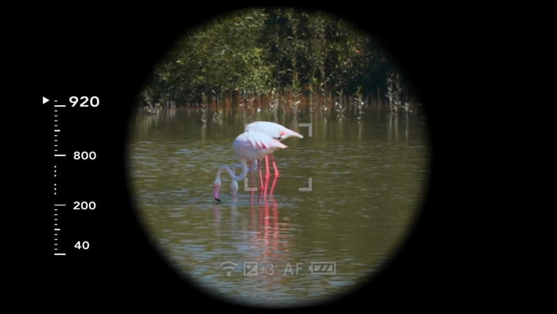 picture of a bird, seen from Konsivy Pro's viewfinder