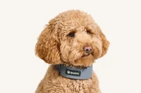 Yellow dog wearing a SpotOn GPS collar