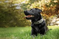Black dog sitting on grass with a SpotOn GPS collar