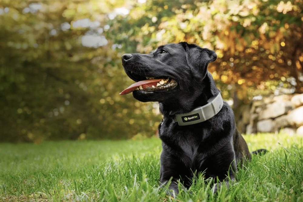 Black dog sitting on grass with a SpotOn GPS collar