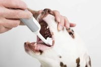 white dog having it's teeth cleaned with Mira Pet