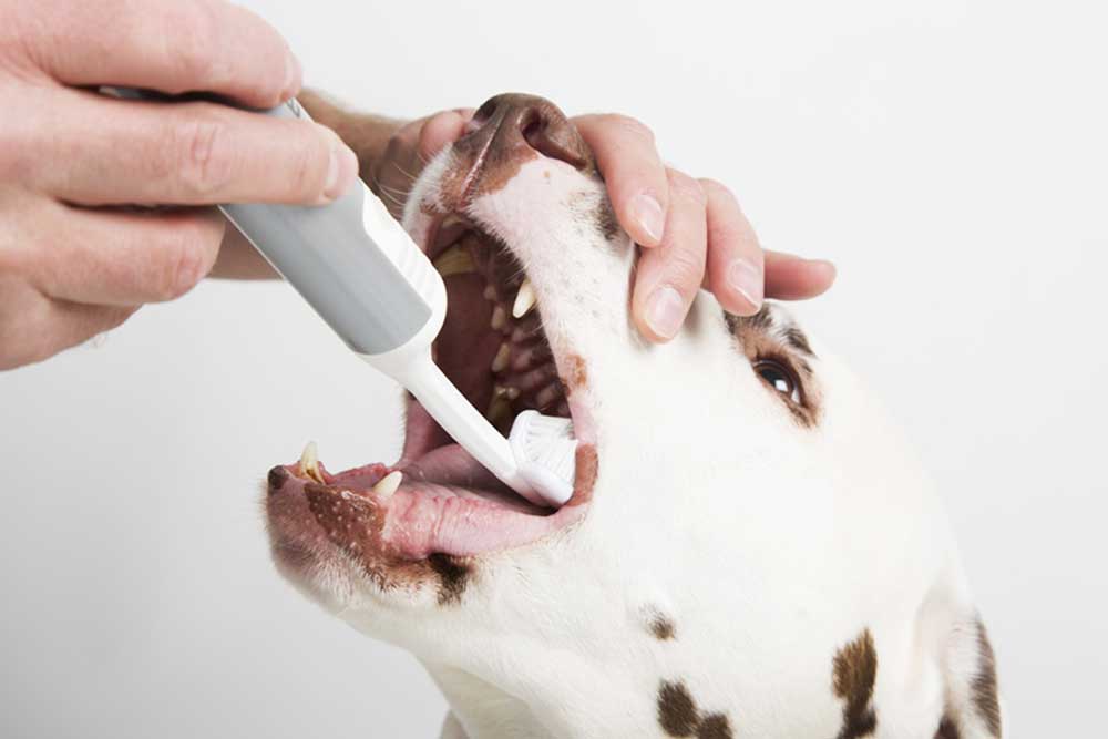 white dog having it's teeth cleaned with Mira Pet